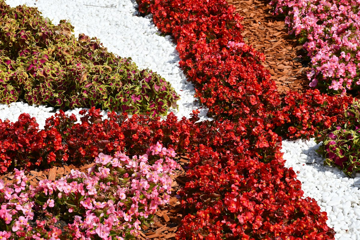 Vibrant flower beds with rich perennial flowers