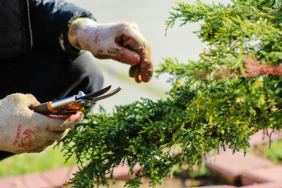 Seasonal garden care with tools, pruning shears, and garden maintenance